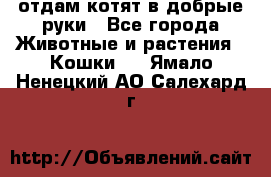 отдам котят в добрые руки - Все города Животные и растения » Кошки   . Ямало-Ненецкий АО,Салехард г.